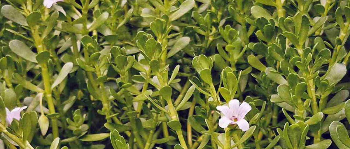 E bună Bacopa Monnieri pentru memorie?